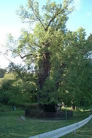 Park Krajobrazowy Wysoczyzny Elbląskiej
